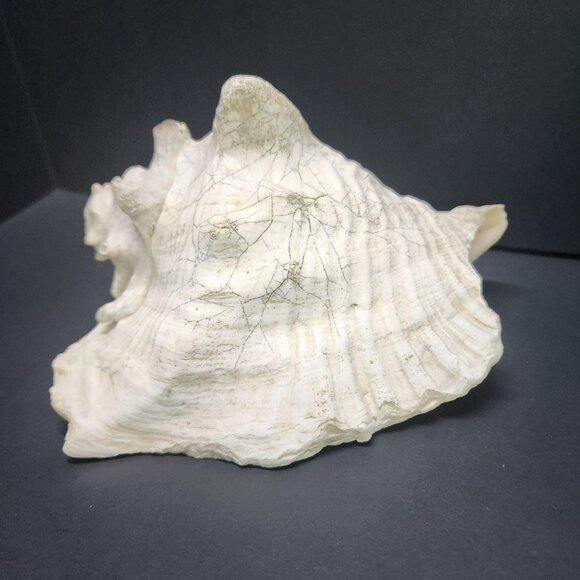 Queen Conch Shell Pink Large 7'' Decorative Seashell Nautical Display - Picture 3 of 11
